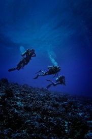 Rangiroa diving