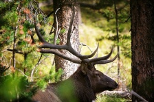 deer Yellowstone NP